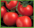 tomato ajanta